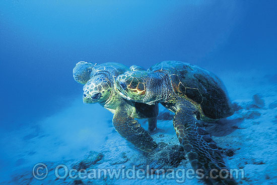 Courting female Loggerhead Turtles photo