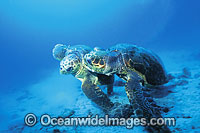 Courting female Loggerhead Turtles Photo - Gary Bell