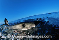 Great White Shark fin, eye and pores Photo - Gary Bell