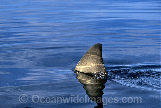 Great White Shark dorsal fin breaking surface photo