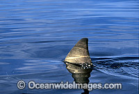 Great White Shark dorsal fin breaking surface Photo - Gary Bell
