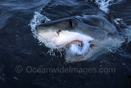 Great White Shark mouthing photo