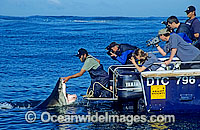 Shark wrangler fends off Great White Shark Photo - Gary Bell