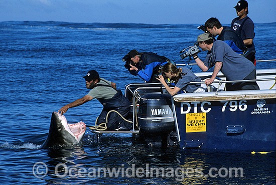 Shark wrangler fends off Great White Shark photo