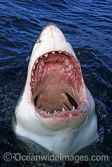 Great White Shark with open jaws photo