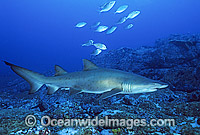 Sand Tiger Shark Carcharias taurus Photo - Gary Bell
