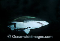 Sand Tiger Shark Carcharias taurus Photo - Gary Bell