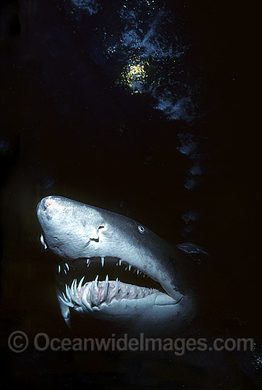 shark night tiger shark