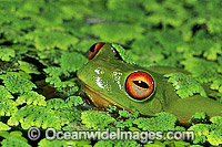 Red-eyed Tree Frog in duck weed Photo - Gary Bell