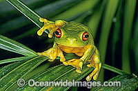 Red-eyed Tree Frog on palm frond Photo - Gary Bell