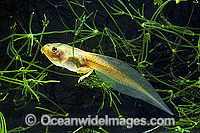 Green Golden Bell Frog Litoria aurea tadpole Photo - Gary Bell