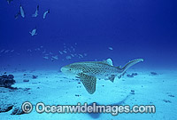 Leopard Shark Stegastoma fasciatum Photo - Gary Bell