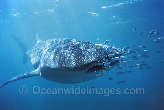 Whale Shark with Pilot Fish around mouth photo