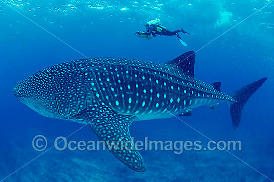 whale shark images. Whale Shark (Rhincodon typus)