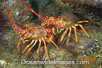 Southern Rock Lobster Photo - Gary Bell
