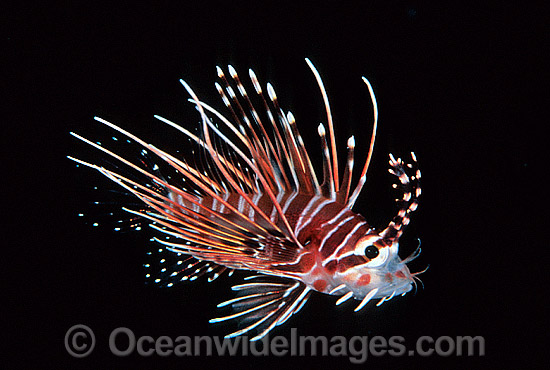 White-lined Lionfish Pterois radiata photo