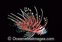 White-lined Lionfish Pterois radiata Photo - Gary Bell