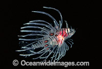Common Lionfish Pterois volitans Photo - Gary Bell