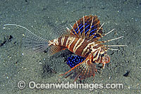 Gurnard Lionfish Photo - Gary Bell