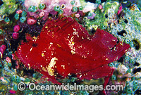 Leaf Scorpionfish red phase Photo - Gary Bell