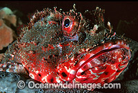 Red Scorpionfish Scorpaena cardinalis Photo - Gary Bell