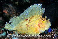 Leaf Scorpionfish yellow phase Photo - Gary Bell