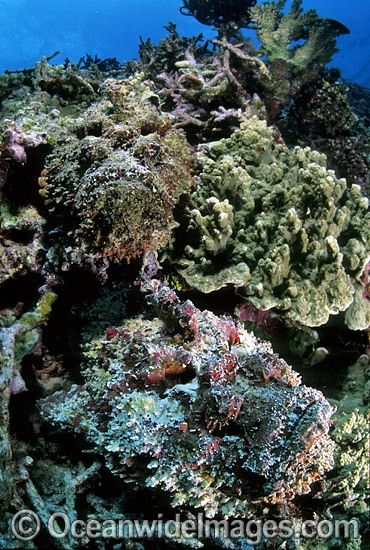 Two Reef Stonefish photo