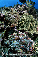 Two Reef Stonefish Photo - Gary Bell