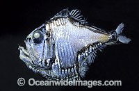 Lovely Hatchetfish Argyropelecus aculeatus Photo - Rudie Kuiter