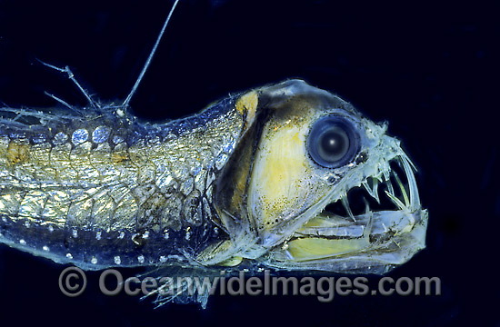 Viperfish Chauliodus sloani Deep sea fish photo