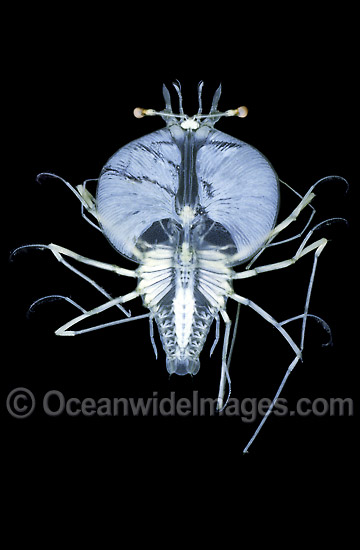 Larval Crayfish Jasus verreauxi photo