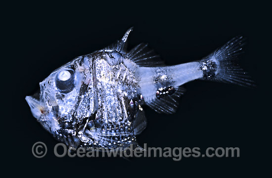 Hatchetfish Argyropelecus hemigymnus Deep sea fish photo