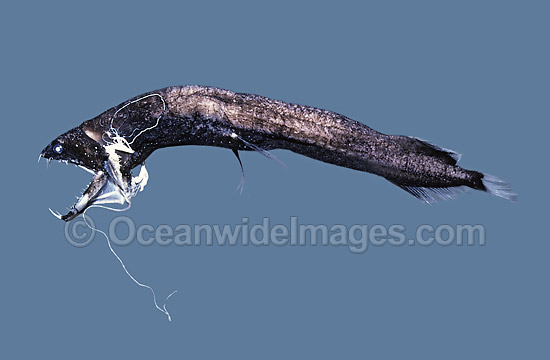 Obese Dragonfish Opostomias micripnus Deep sea photo