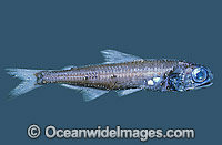 Lanternfish Symbolophorus barnardi Deep sea fish Bass Strait Photo - Rudie Kuiter