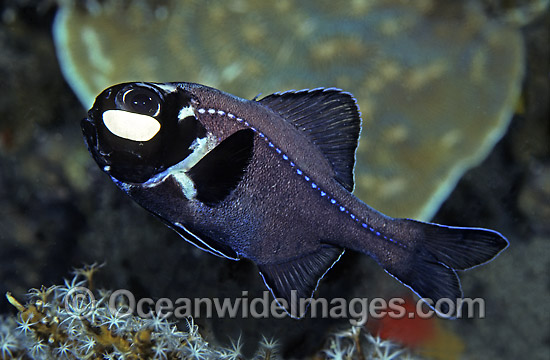 One-fin Flashlight Fish Photoblepharon palpebratus photo