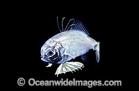 Two-fin Flashlight Fish pelagic stage larvae Photo - Rudie Kuiter