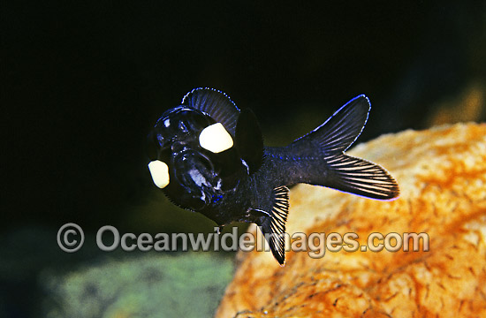One-fin Flashlight Fish Photoblepharon palpebratus photo