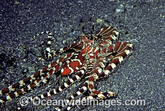 Wonderpus Octopus Wunderpus photogenicus photo