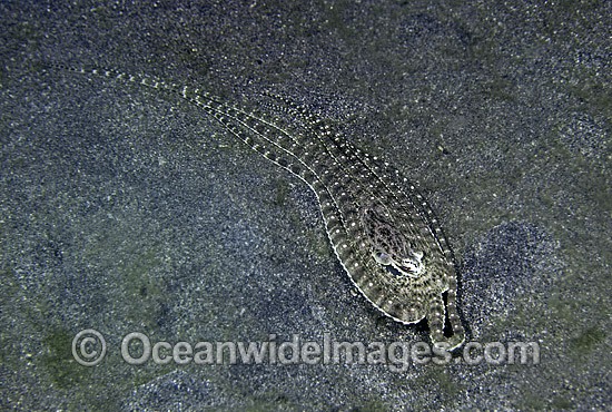 Mimic Octopus mimicking Flounder photo