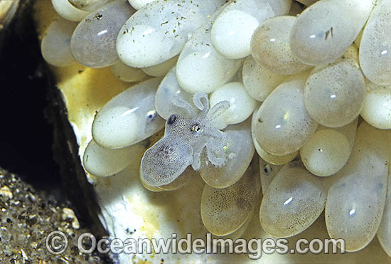 Reef Octopus Octopus pallidus eggs photo