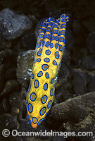 Blue-ringed Octopus Hapalochlaena lunulata Photo - Rudie Kuiter