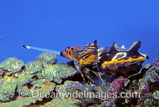 Flamboyant Cuttlefish feeding photo