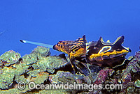 Flamboyant Cuttlefish feeding Photo - Rudie Kuiter