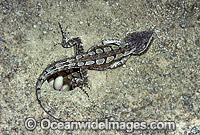 Jacky Lizard laying eggs Photo - Rudie Kuiter