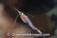 Mysid Shrimp Paramesodopsis rufa Portsea Photo - Rudie Kuiter