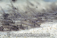 School of Krill Shrimp Nyctiphanes australis Photo - Rudie Kuiter