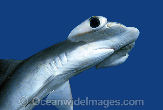 Top 10 Interesting Facts About Hammerhead Sharks