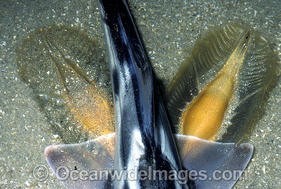 Elephant Shark adult laying egg capsules photo