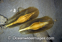 Elephant Shark egg capsules Photo - Rudie Kuiter