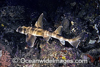 Horn Shark Heterodontus japonicus Photo - Rudie Kuiter
